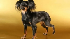 Mali psi: opis pasmina sa fotografijama